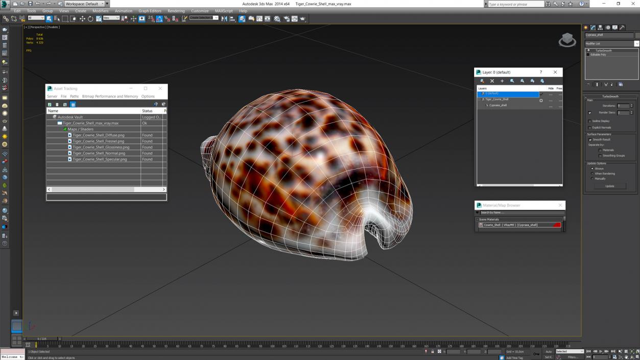 3D Tiger Cowrie Shell model