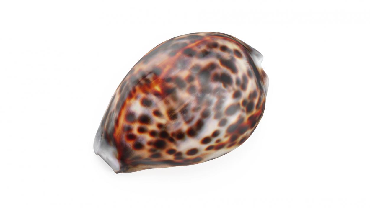 3D Tiger Cowrie Shell model