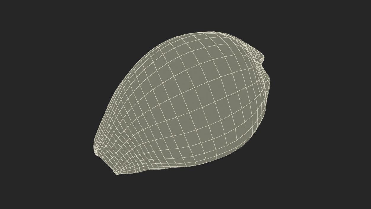 3D Tiger Cowrie Shell model