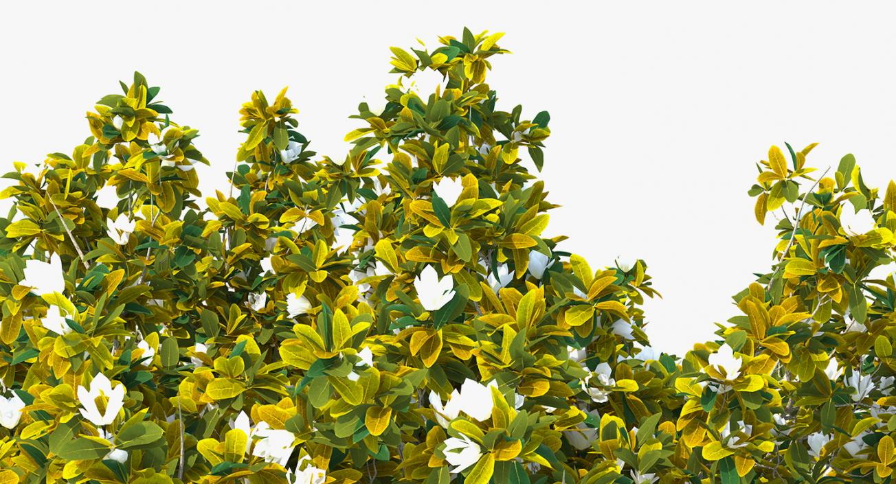 Flowering Bushes and Trees Collection 2 3D model