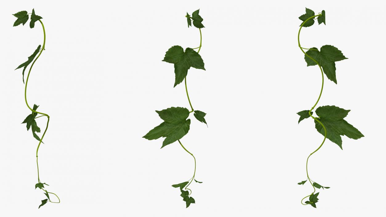 Grape Branch 3D