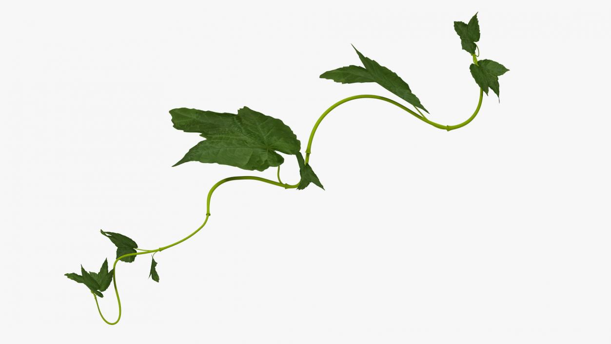 Grape Branch 3D