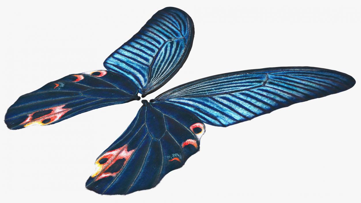 Papilio Protenor Wings Male 3D