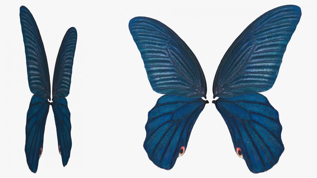 Papilio Protenor Wings Male 3D