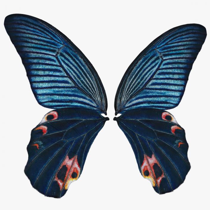 Papilio Protenor Wings Male 3D