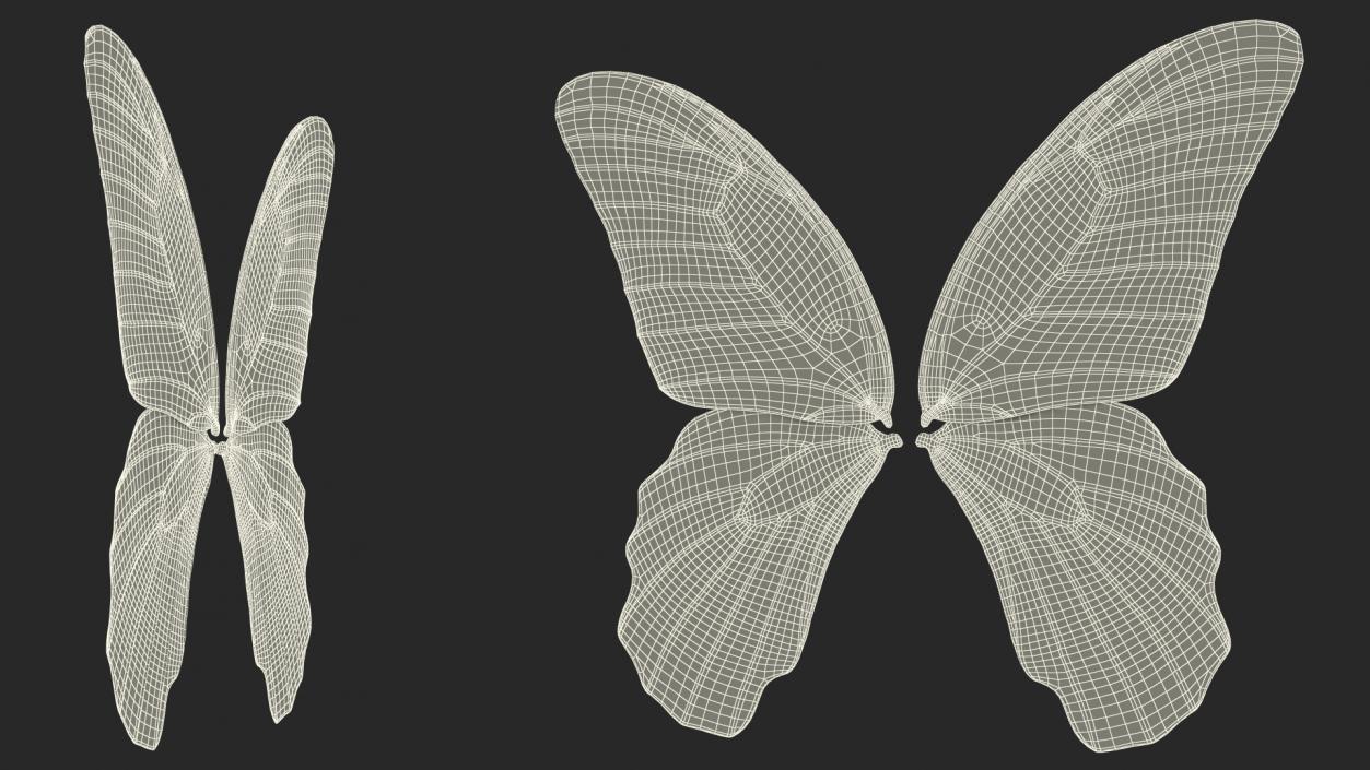 Papilio Protenor Wings Male 3D