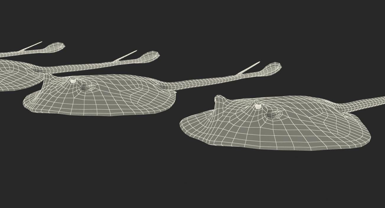 Stingray Collection 3D model