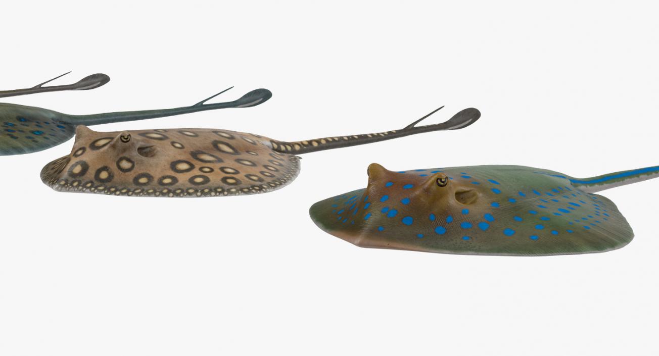 Stingray Collection 3D model