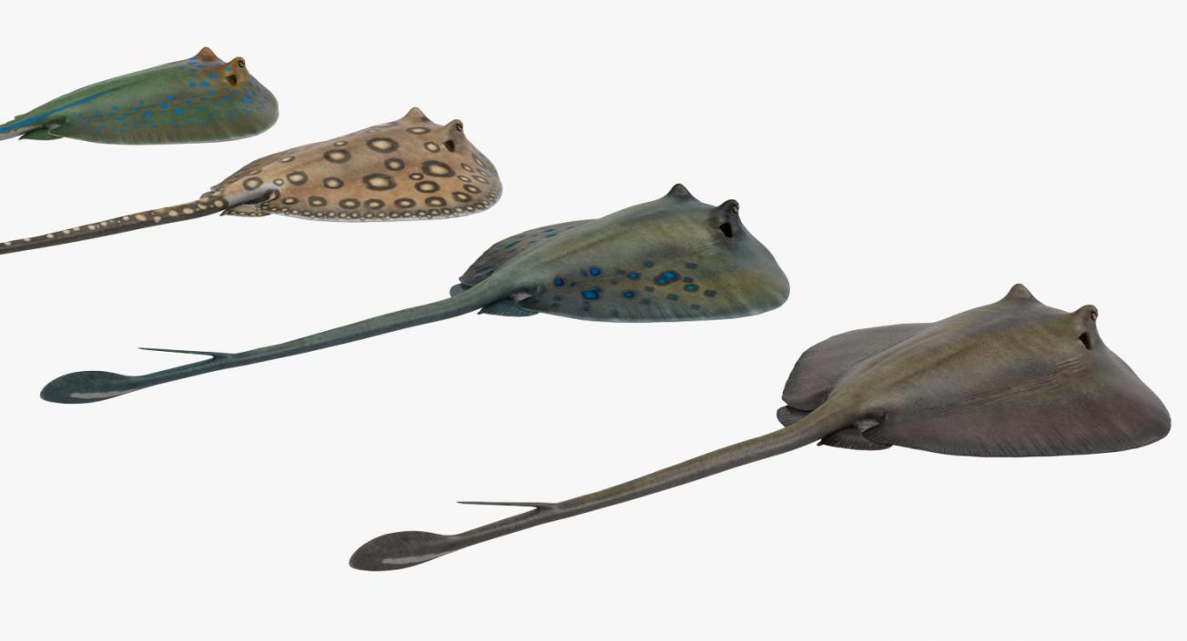 Stingray Collection 3D model