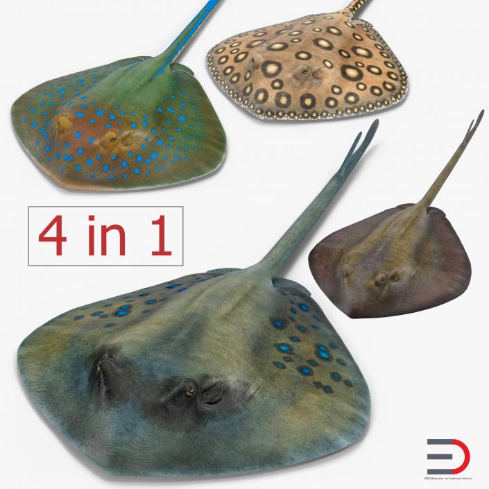 Stingray Collection 3D model