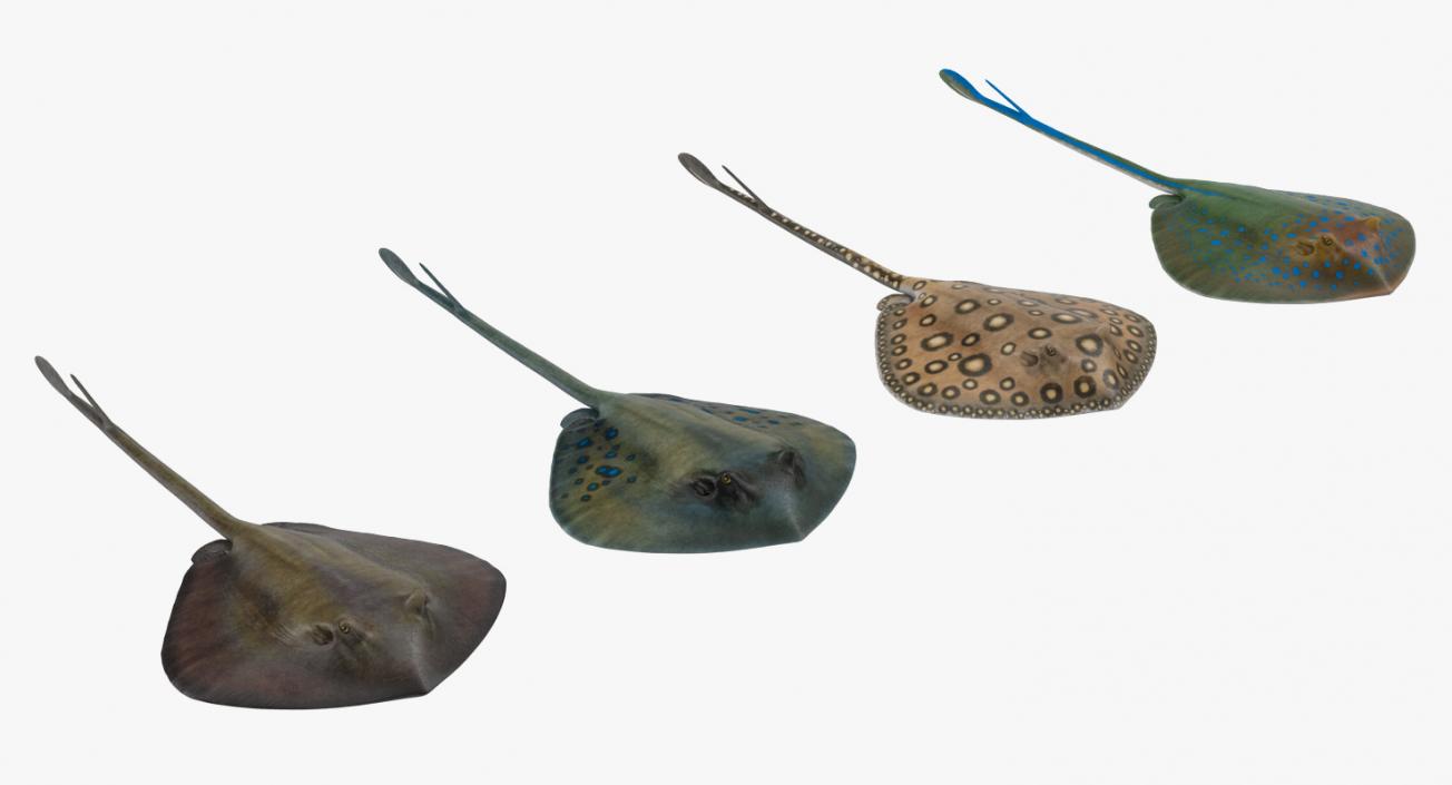 Stingray Collection 3D model