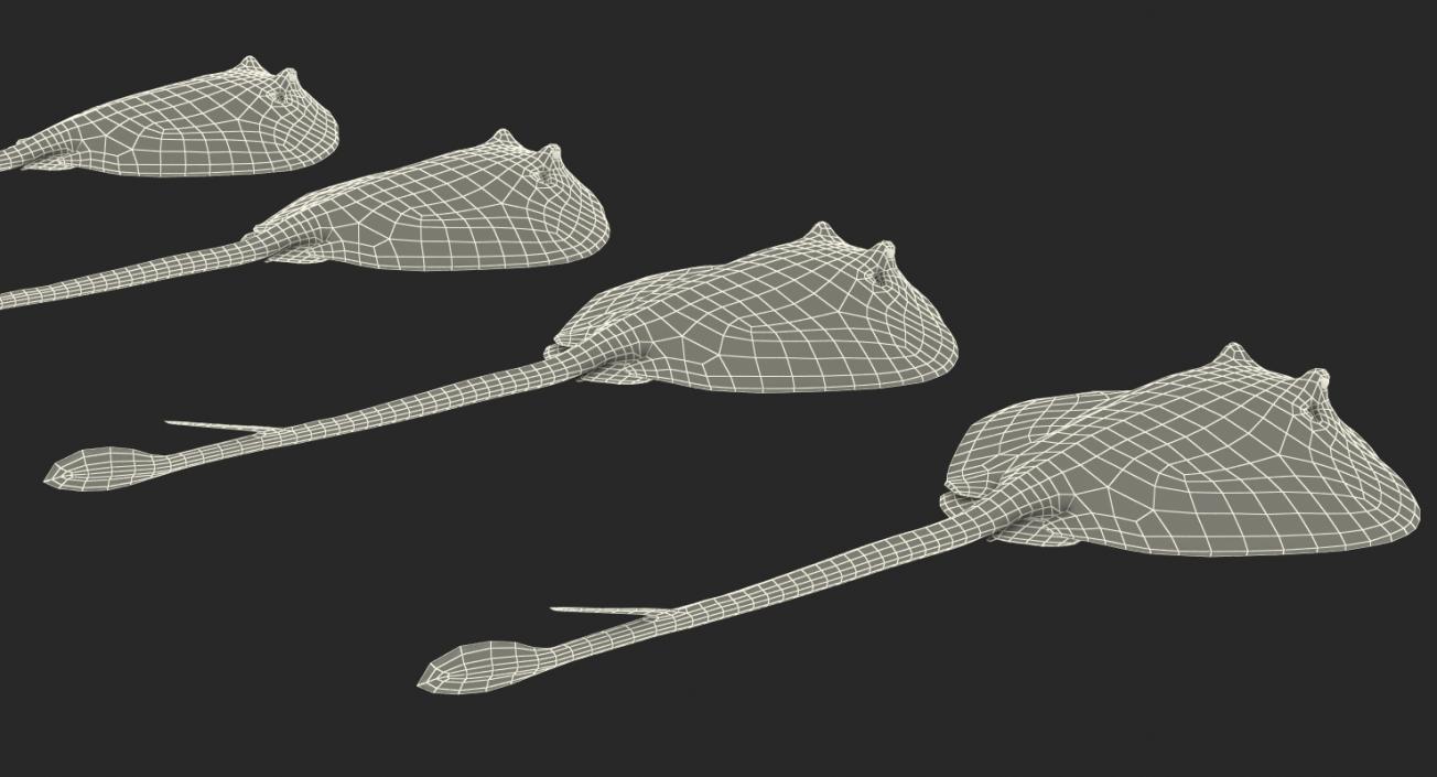 Stingray Collection 3D model