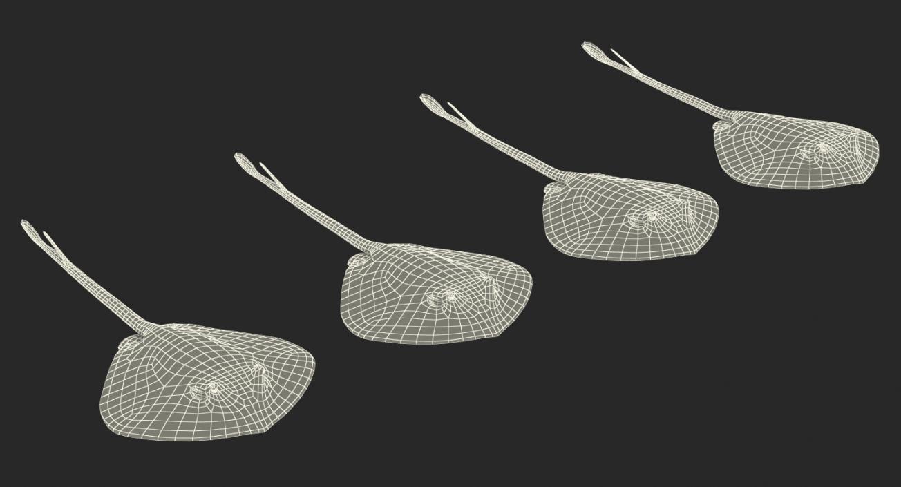 Stingray Collection 3D model