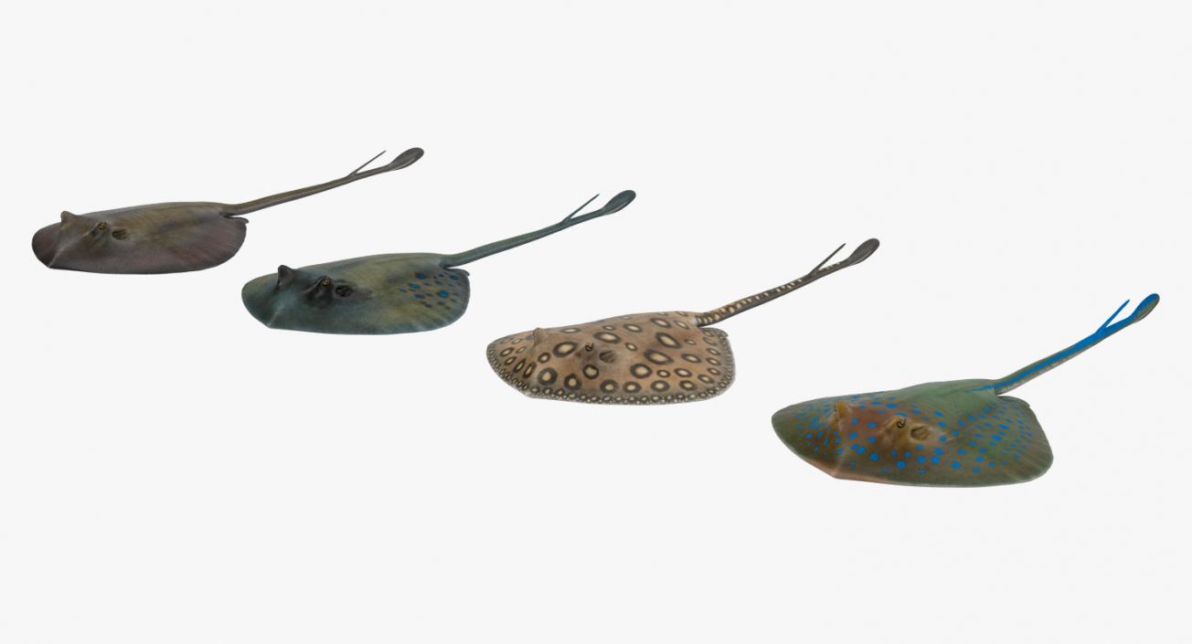 Stingray Collection 3D model