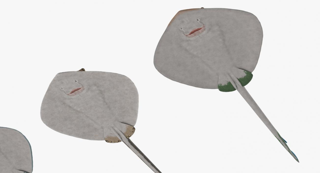 Stingray Collection 3D model