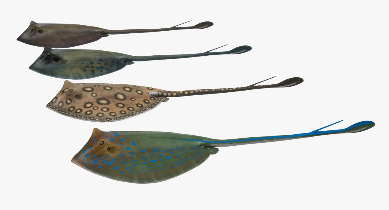 Stingray Collection 3D model