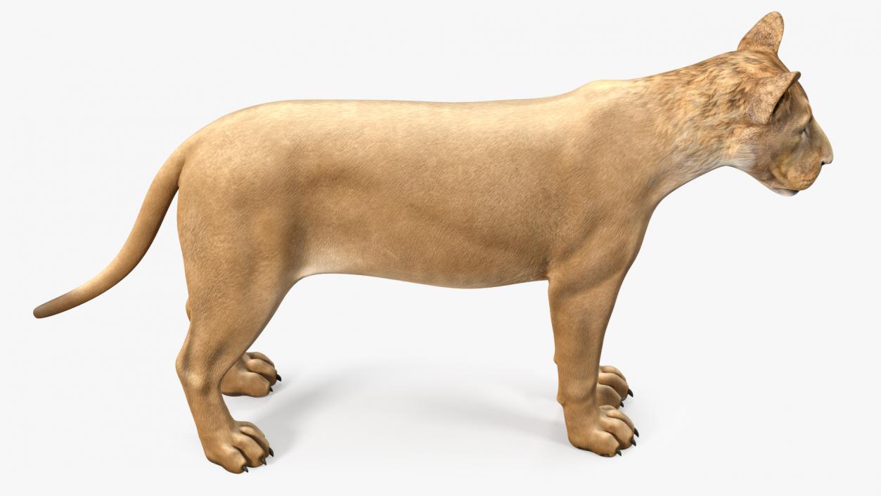 3D model Young Lion