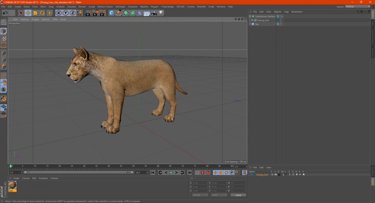 3D model Young Lion