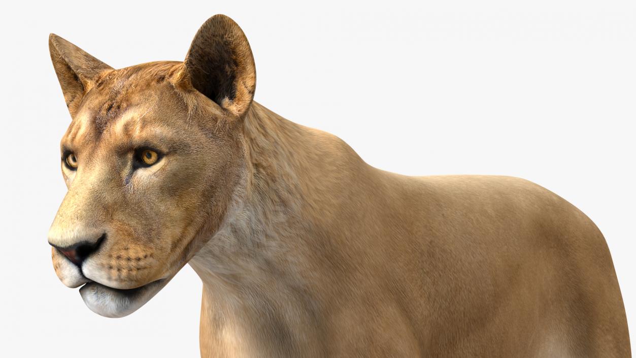 3D model Young Lion