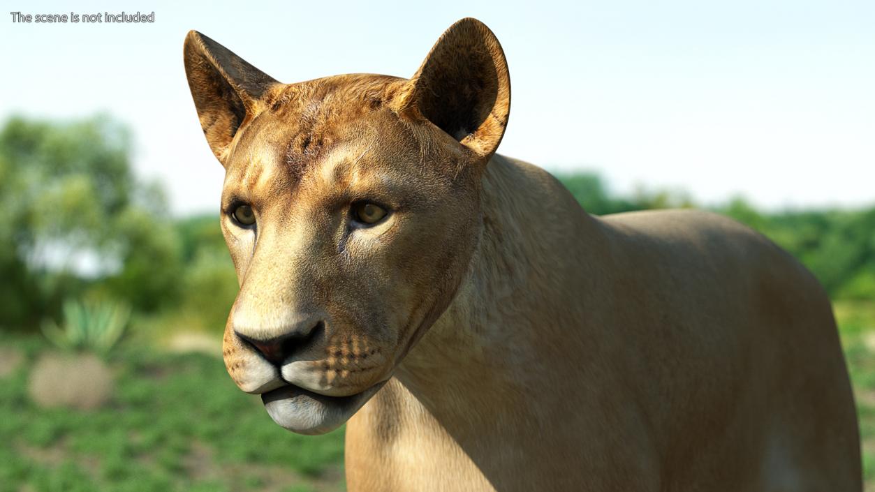 3D model Young Lion