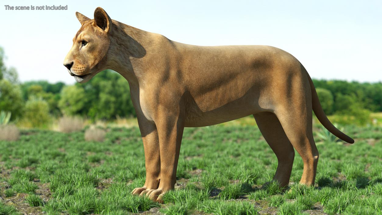 3D model Young Lion