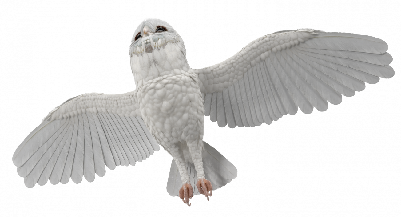 3D White Barn Owl Flying