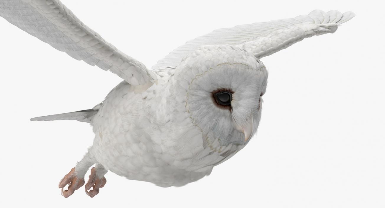 3D White Barn Owl Flying