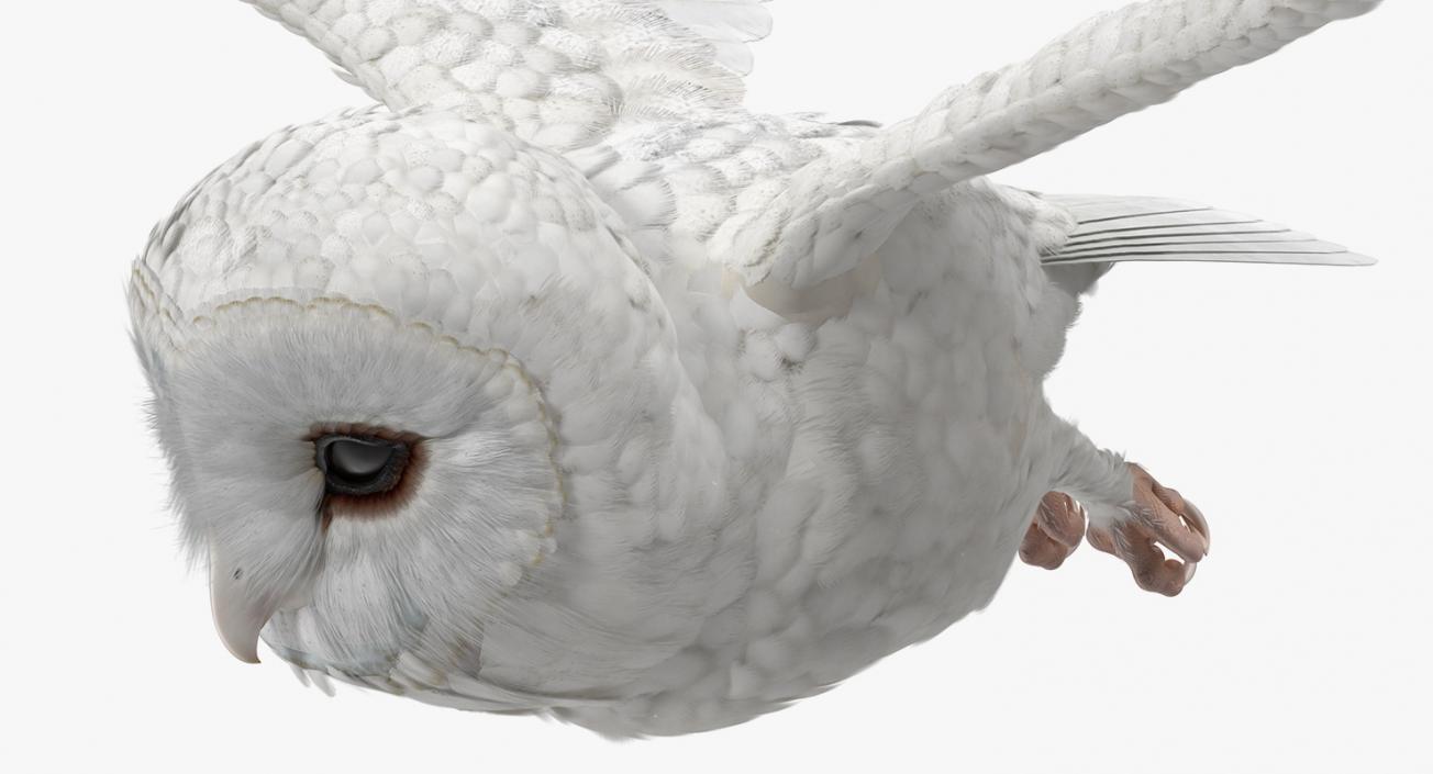 3D White Barn Owl Flying