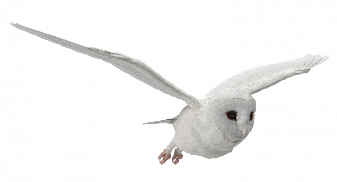 3D White Barn Owl Flying