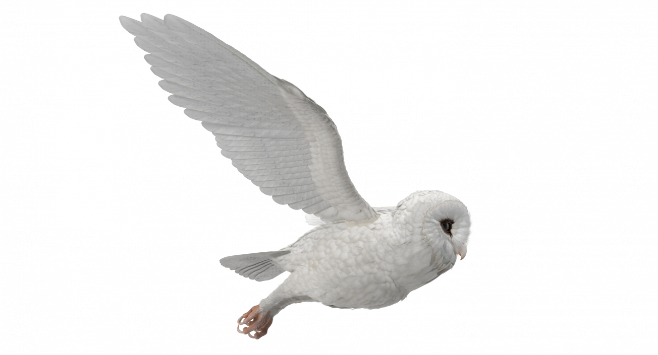 3D White Barn Owl Flying