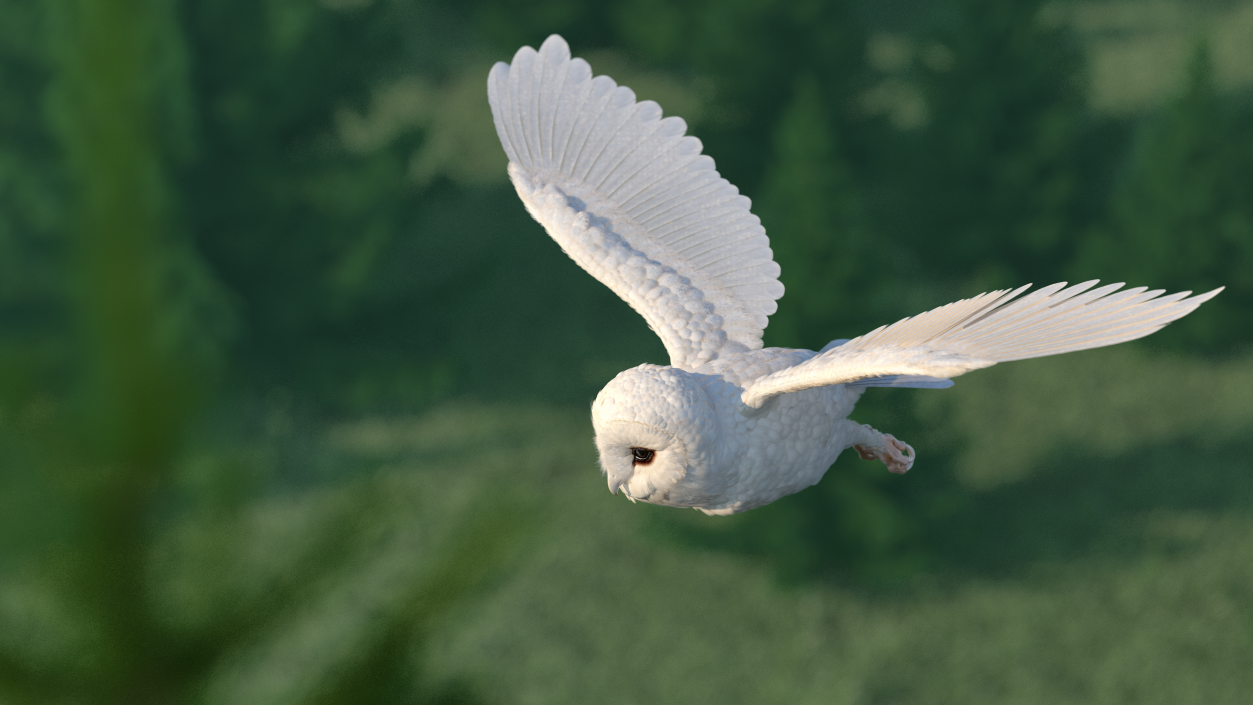 3D White Barn Owl Flying