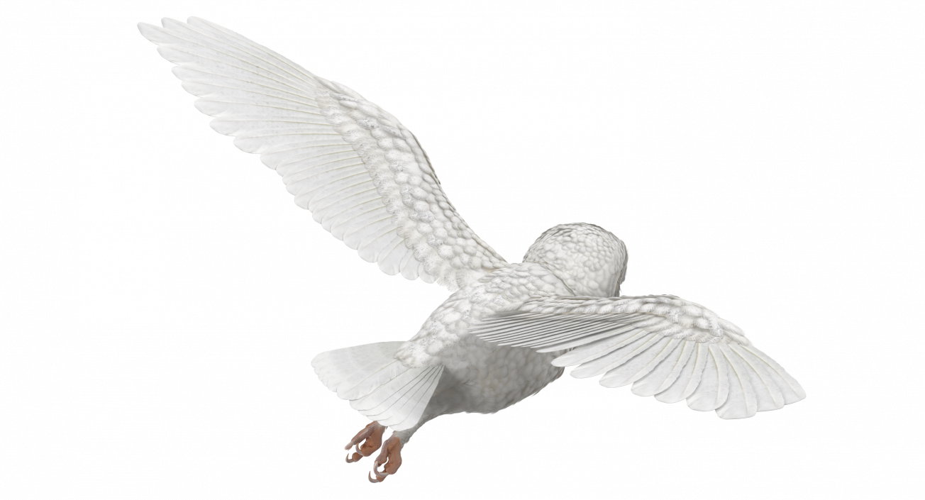 3D White Barn Owl Flying