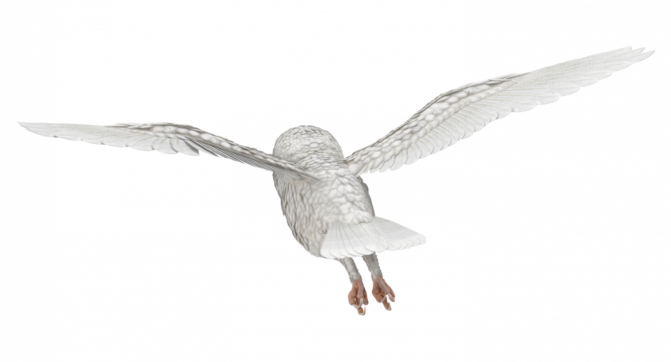 3D White Barn Owl Flying