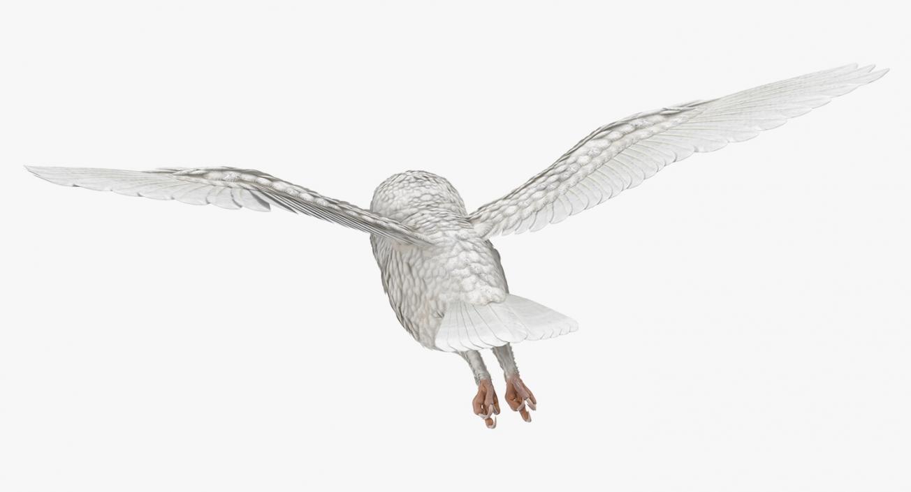 3D White Barn Owl Flying