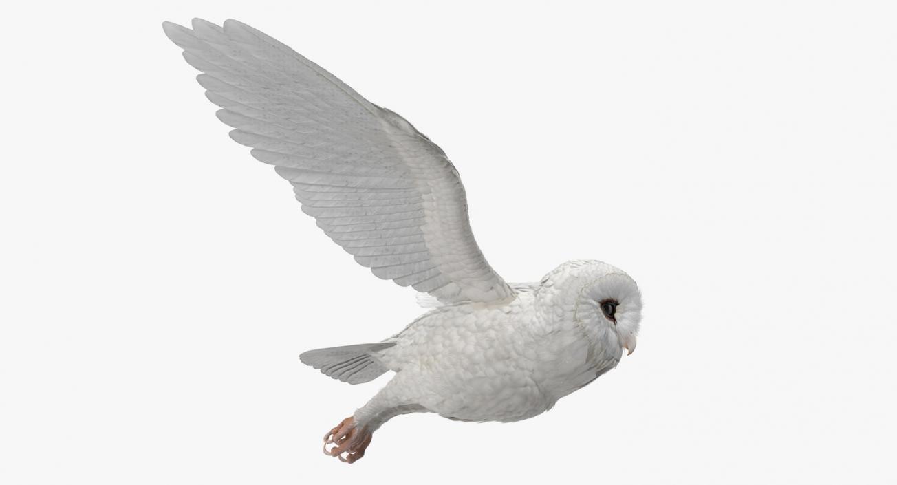 3D White Barn Owl Flying