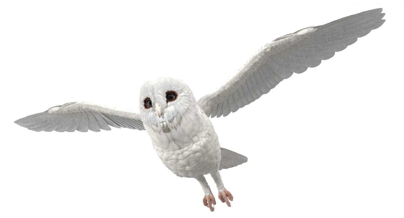 3D White Barn Owl Flying