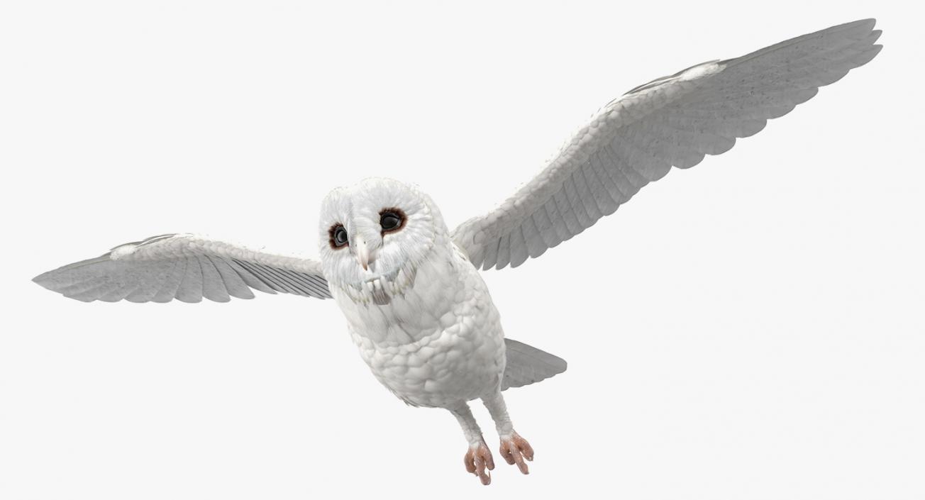 3D White Barn Owl Flying