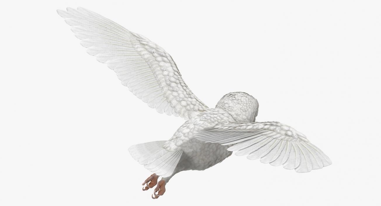 3D White Barn Owl Flying