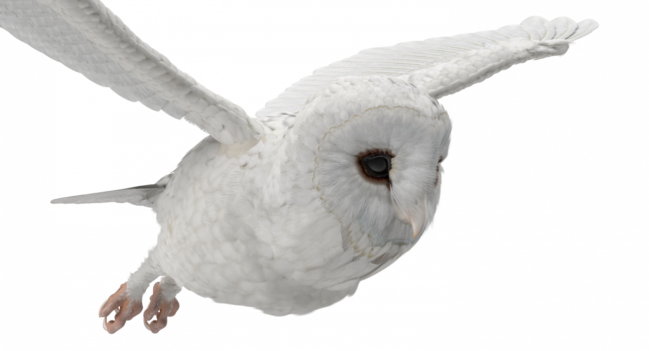 3D White Barn Owl Flying