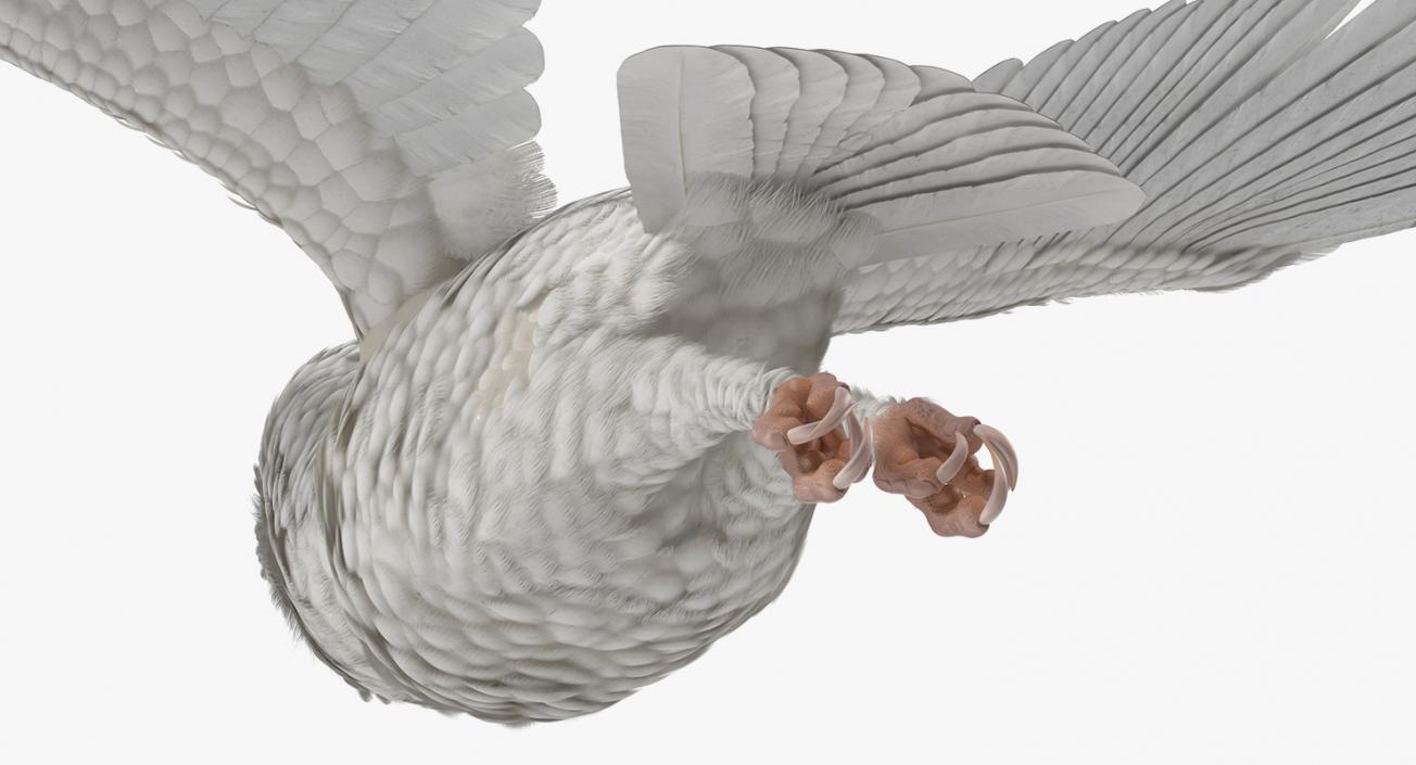 3D White Barn Owl Flying