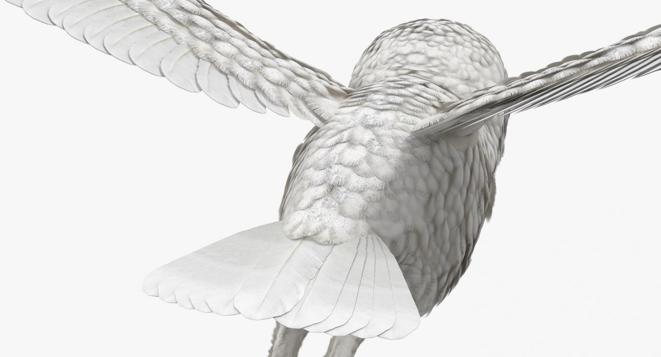 3D White Barn Owl Flying