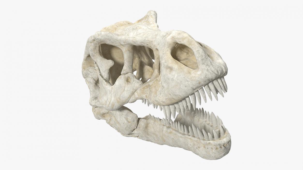 3D Tyrannosaurus Rex Skull model