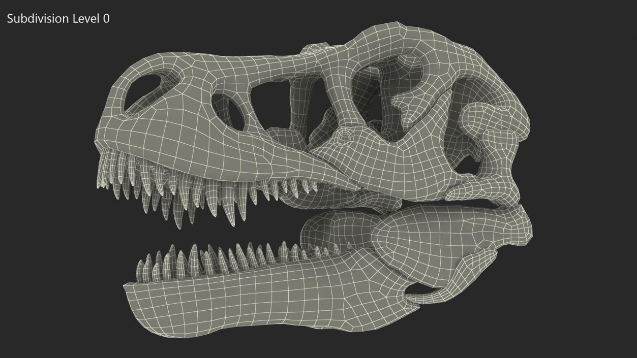 3D Tyrannosaurus Rex Skull model