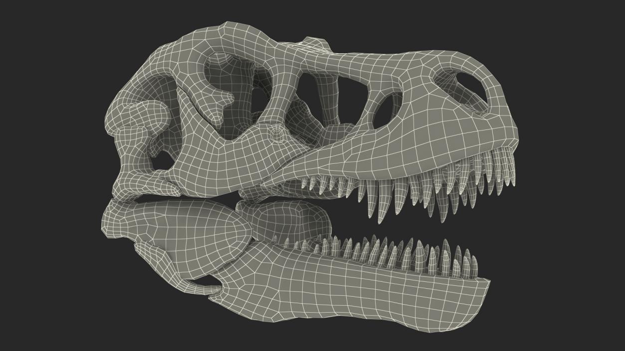 3D Tyrannosaurus Rex Skull model