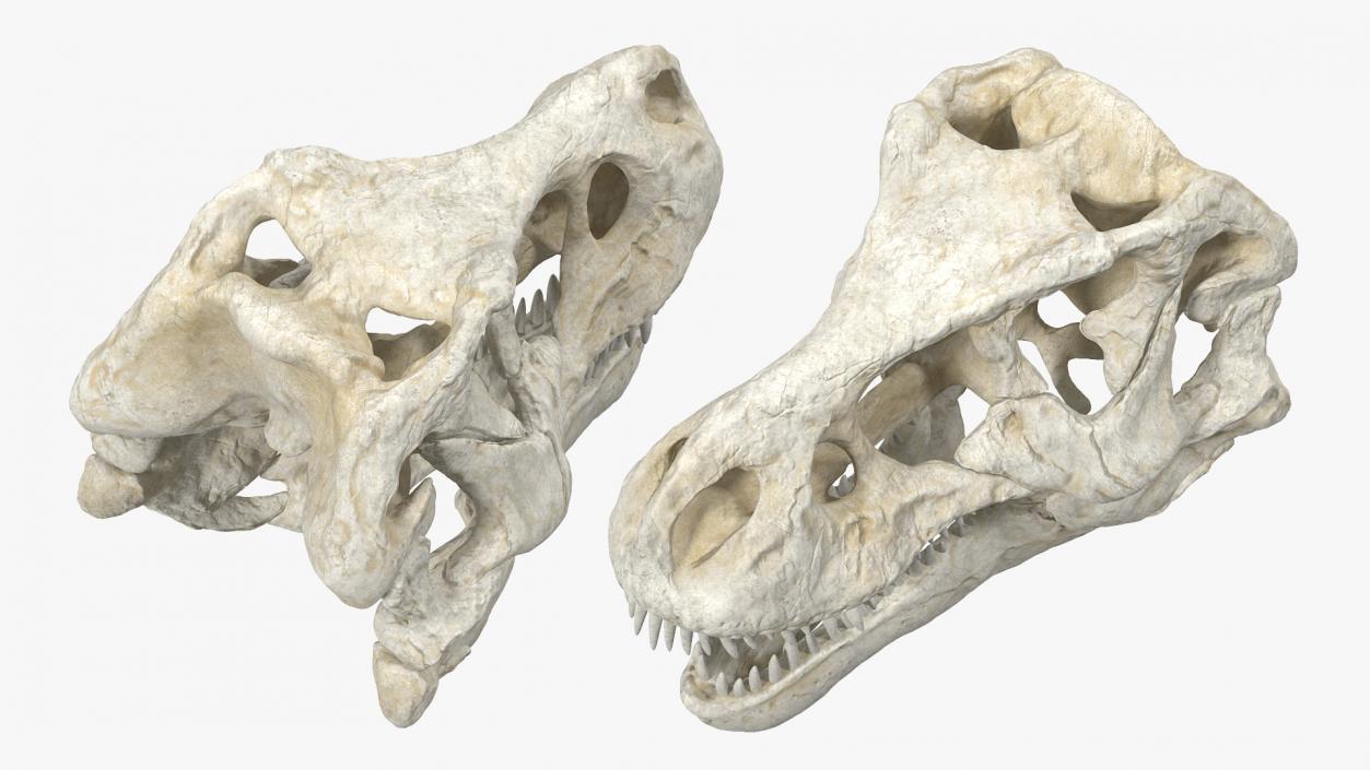 3D Tyrannosaurus Rex Skull model