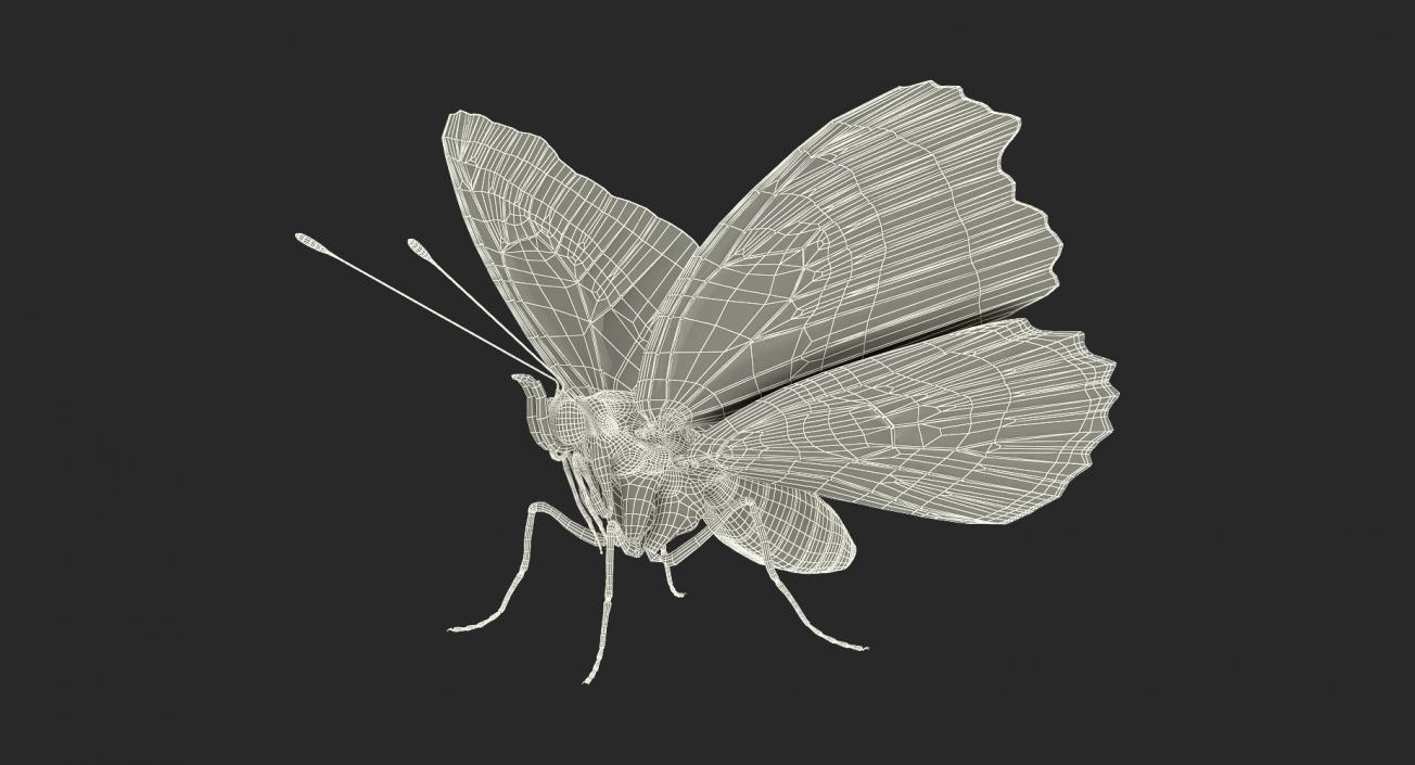 3D Vanessa Atalanta Butterfly Rigged model