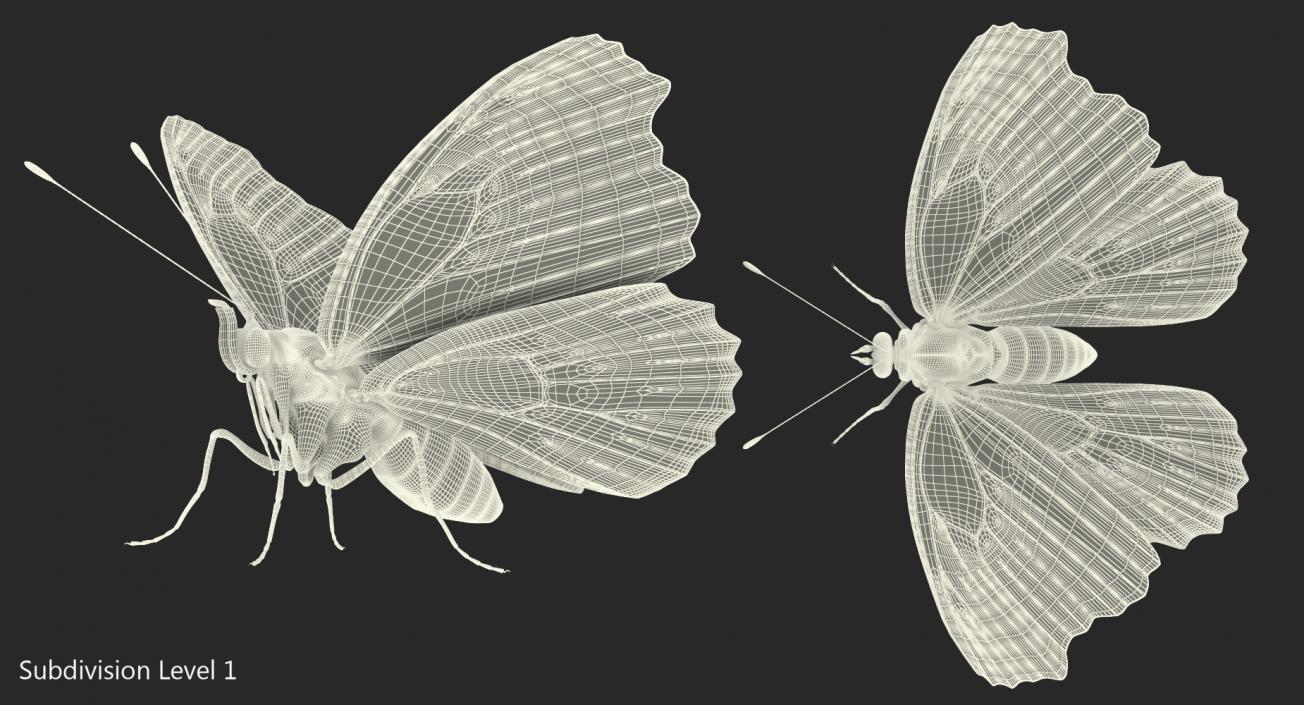 3D Vanessa Atalanta Butterfly Rigged model