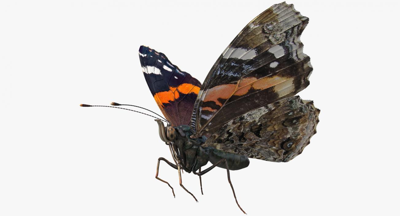 3D Vanessa Atalanta Butterfly Rigged model