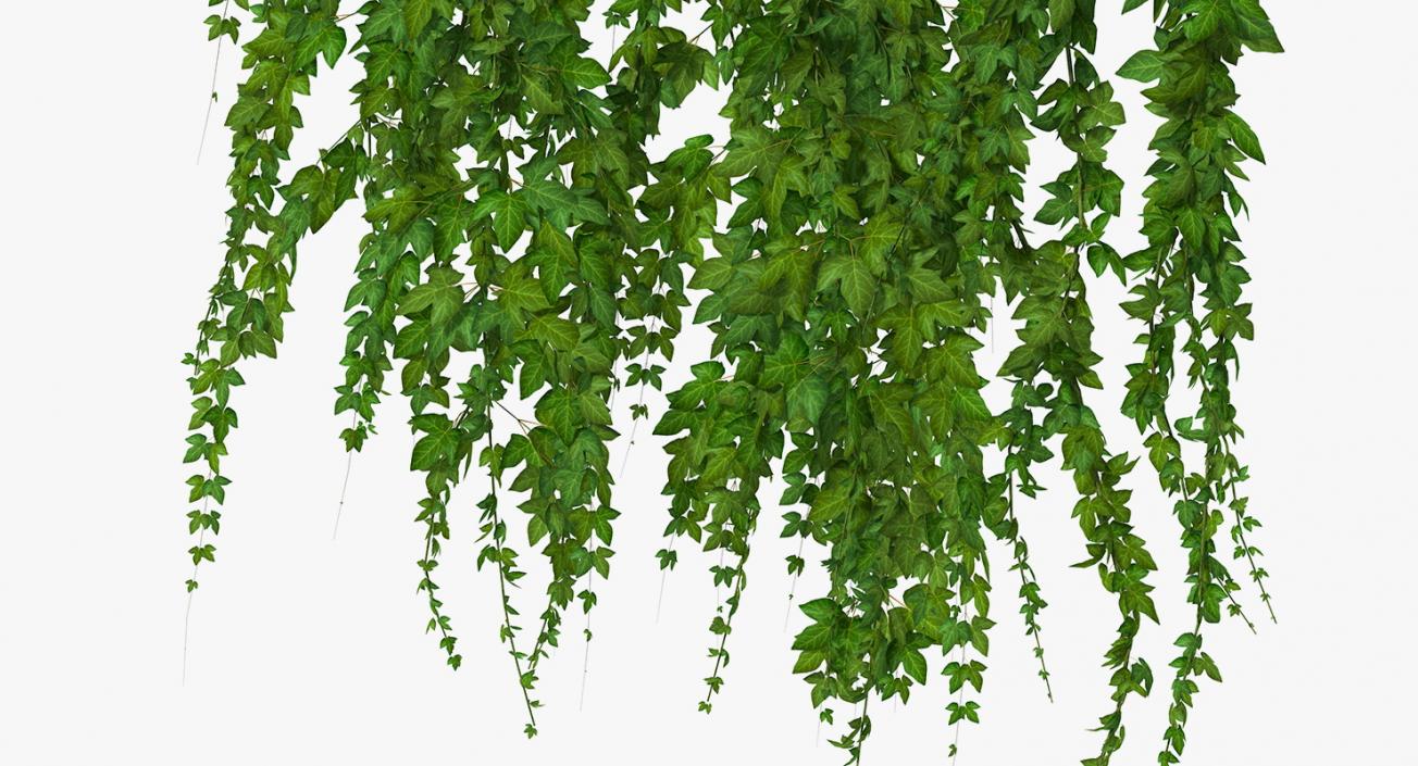 Ivy Hanging Greenery Bushes 3D