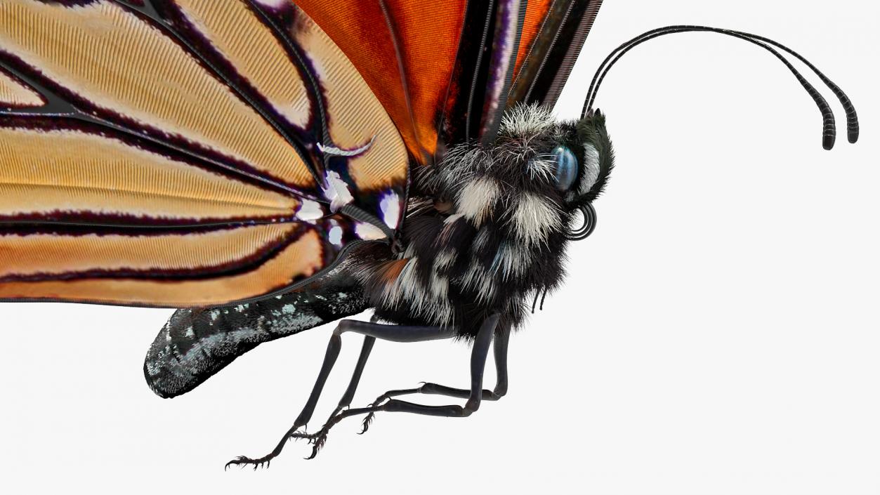 Animated Flying Monarch Butterfly Fur Rigged 3D model